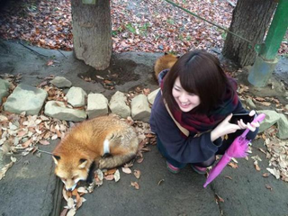Illustration for article titled You Can Experience Fox Heaven in Japan